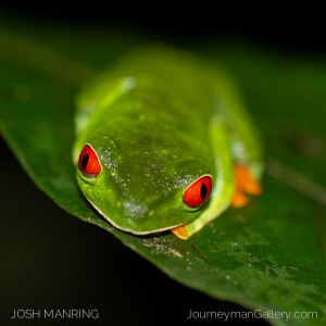 Josh Manring Photographer Decor Wall Arts - Costa Rica Wildlife-103.jpg